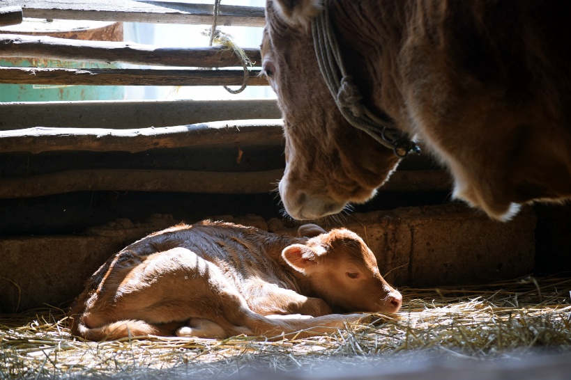 牧場では家畜の分娩（お産）時にも防犯カメラが活躍する